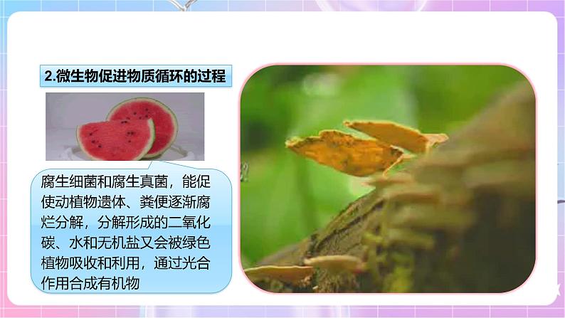 【新课标】冀少版生物八上5.4《微生物在生物圈中的作用》课件+教案+学案05