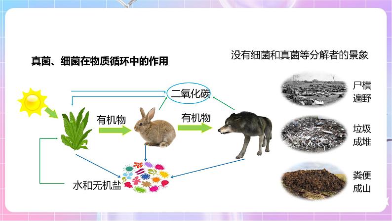 【新课标】冀少版生物八上5.4《微生物在生物圈中的作用》课件+教案+学案06