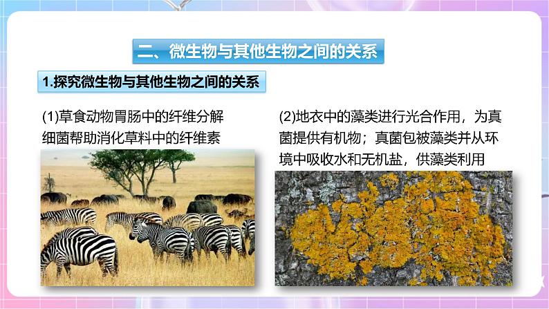 【新课标】冀少版生物八上5.4《微生物在生物圈中的作用》课件+教案+学案07