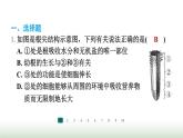 冀少版八年级生物上册专项突破1种子的萌发与植株的生长课件