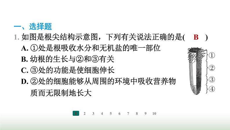 冀少版八年级生物上册专项突破1种子的萌发与植株的生长课件第2页