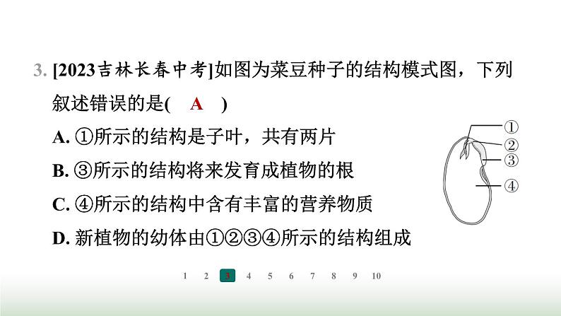 冀少版八年级生物上册专项突破1种子的萌发与植株的生长课件第4页