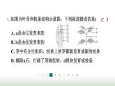 冀少版八年级生物上册专项突破1种子的萌发与植株的生长课件
