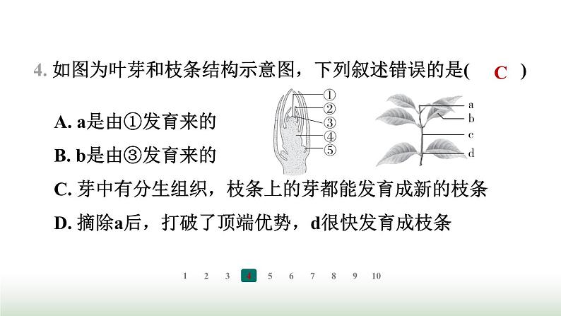 冀少版八年级生物上册专项突破1种子的萌发与植株的生长课件第5页