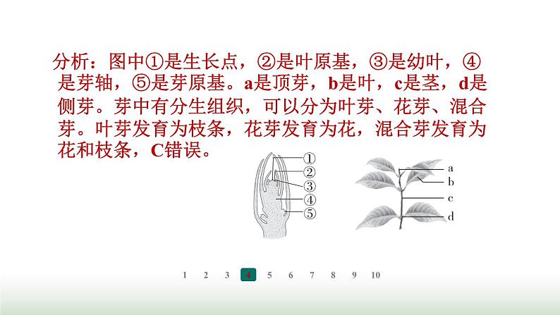 冀少版八年级生物上册专项突破1种子的萌发与植株的生长课件第6页