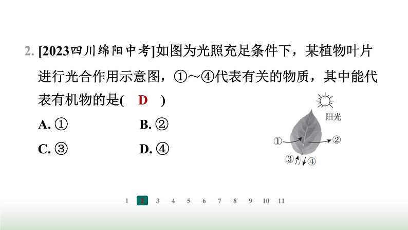 冀少版八年级生物上册专项突破3光合作用和呼吸作用课件第3页