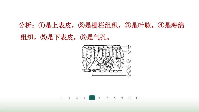 冀少版八年级生物上册专项突破3光合作用和呼吸作用课件第8页