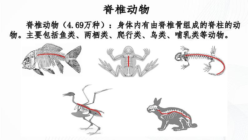 2.2.1 无脊椎动物-初中生物七年级上册 同步教学课件+教学设计（人教版2024）07