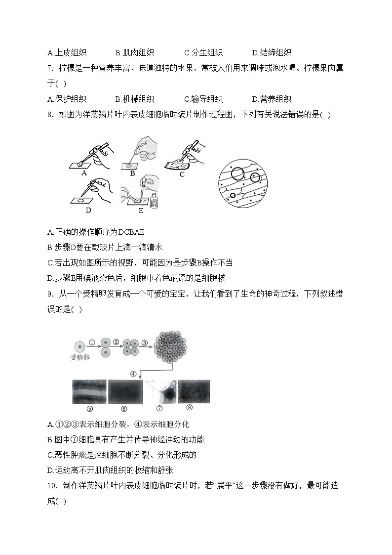 河南省平顶山市宝丰县名校2024-2025学年七年级上学期9月月考生物试卷(含答案)第2页
