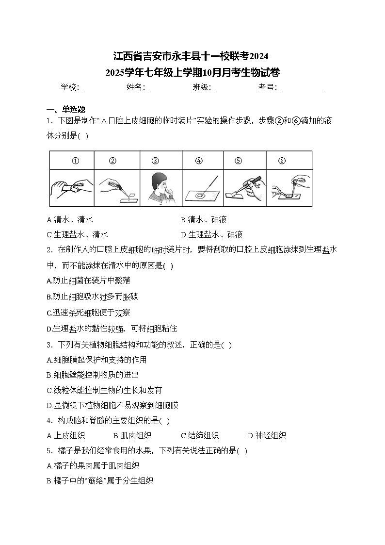 江西省吉安市永丰县十一校联考2024-2025学年七年级上学期10月月考生物试卷(含答案)第1页