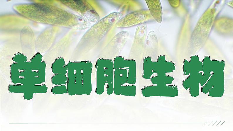 人教版七年级生物上册1.3.4《单细胞生物》课件第1页