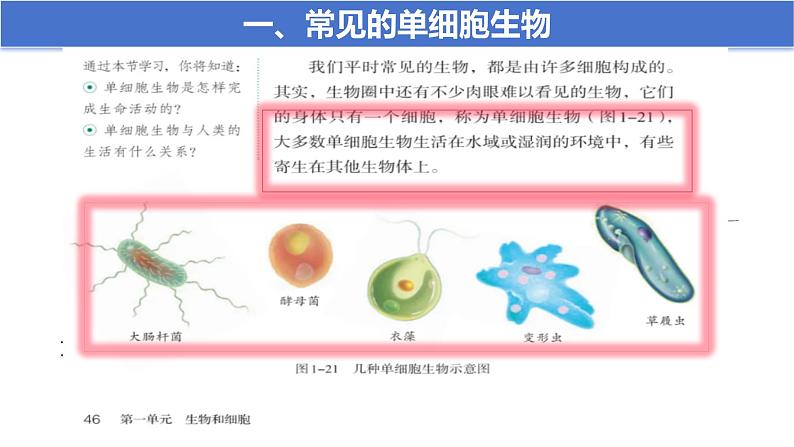 人教版七年级生物上册1.3.4《单细胞生物》课件第7页