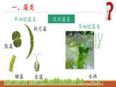 人教版七年级生物上册2.1.1《藻类、苔藓和蕨类》课件