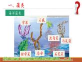 人教版七年级生物上册2.1.1《藻类、苔藓和蕨类》课件