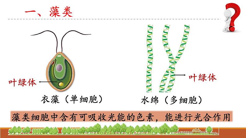 人教版七年级生物上册2.1.1《藻类、苔藓和蕨类》课件第6页