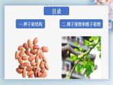 人教版七年级生物上册2.1.2《种子植物》（课件 )