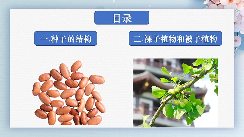 人教版七年级生物上册2.1.2《种子植物》（课件 )第4页