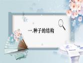 人教版七年级生物上册2.1.2《种子植物》（课件 )