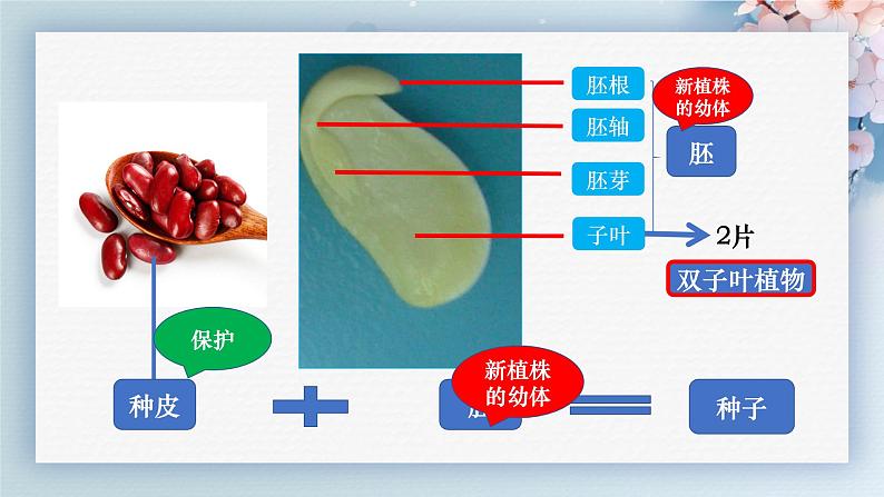 人教版七年级生物上册2.1.2《种子植物》（课件 )第8页