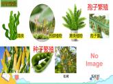 人教版七年级生物上册2.1.2《种子植物》课件