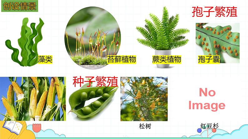 人教版七年级生物上册2.1.2《种子植物》课件第1页