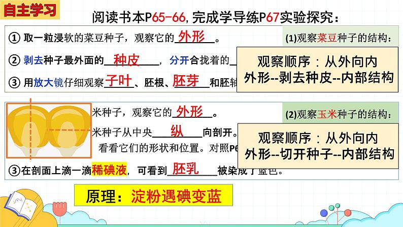 人教版七年级生物上册2.1.2《种子植物》课件第3页