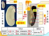 人教版七年级生物上册2.1.2《种子植物》课件