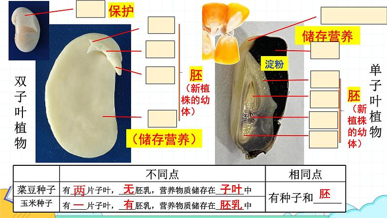 人教版七年级生物上册2.1.2《种子植物》课件第4页