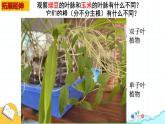 人教版七年级生物上册2.1.2《种子植物》课件