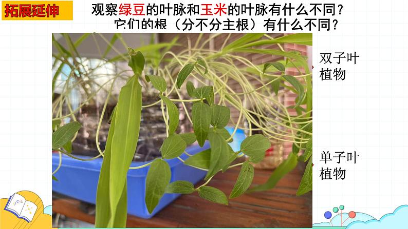 人教版七年级生物上册2.1.2《种子植物》课件第5页