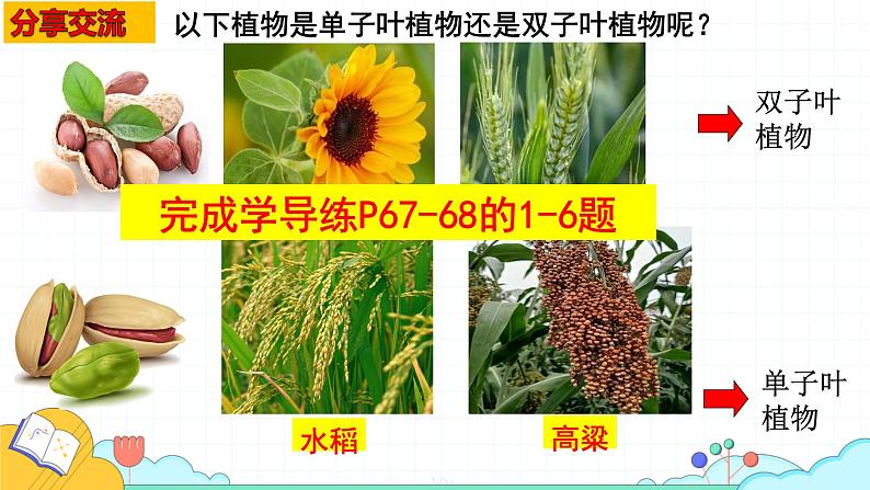 人教版七年级生物上册2.1.2《种子植物》课件第6页