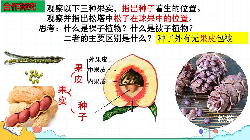 人教版七年级生物上册2.1.2《种子植物》课件第8页