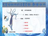 人教版七年级生物上册2.2.1《无脊椎动物》(课件)