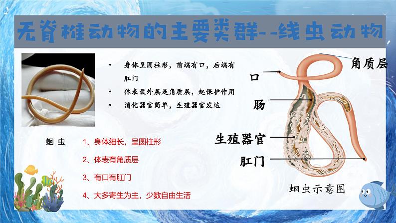 人教版七年级生物上册2.2.1《无脊椎动物》(课件)07