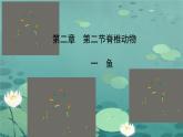 人教版七年级生物上册2.2.1《鱼》课件