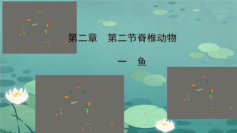 人教版七年级生物上册2.2.1《鱼》课件01