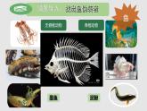 人教版七年级生物上册2.2.1《鱼》课件