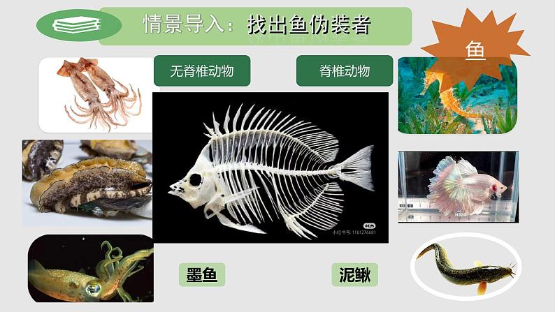 人教版七年级生物上册2.2.1《鱼》课件02