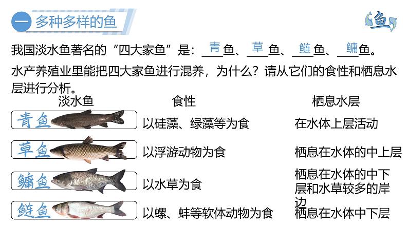 人教版七年级生物上册2.2.1《鱼》课件06