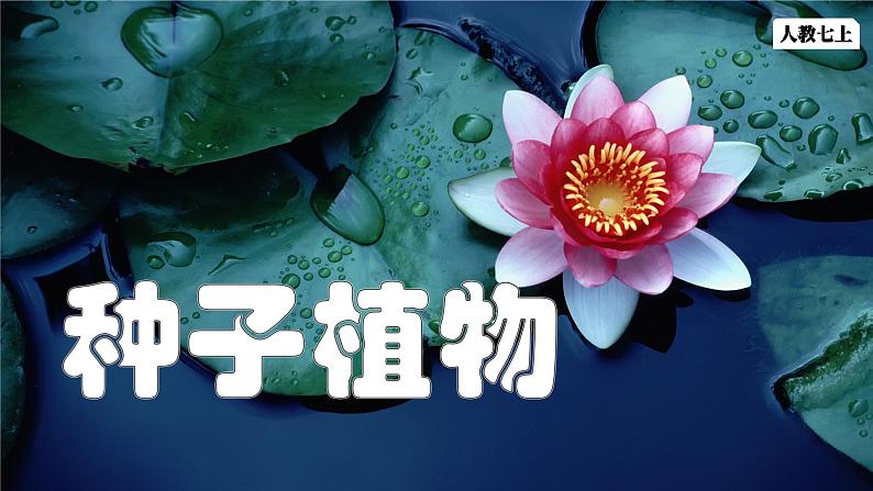 人教版生物七年级上册2.1.2《种子植物》课件01