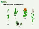 人教版生物七年级上册2.1.2《种子植物》课件
