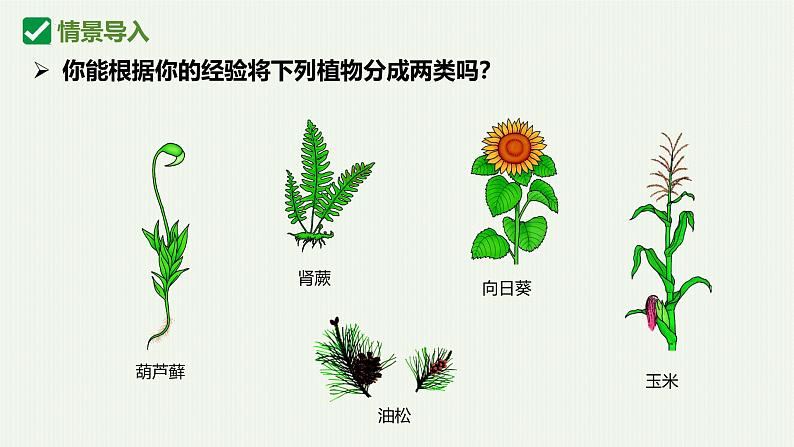 人教版生物七年级上册2.1.2《种子植物》课件03