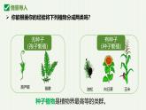 人教版生物七年级上册2.1.2《种子植物》课件