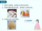 人教版生物七年级上册2.3.1《微生物的分布》（教学课件）