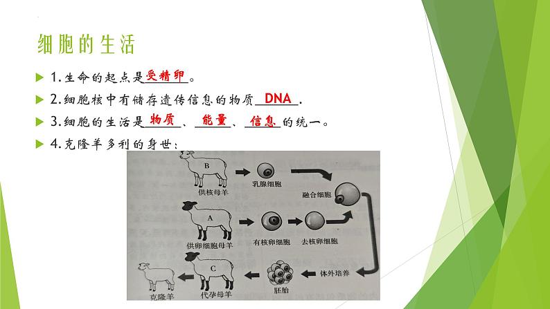 人教版生物七年级上册期中复习课件第3页