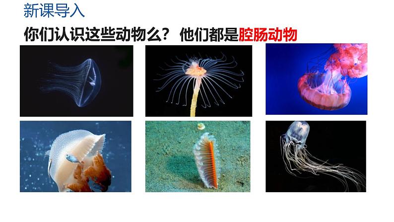 人教版生物八年级上册5.1.1《腔肠动物和扁形动物-腔肠动物》教学课件第3页