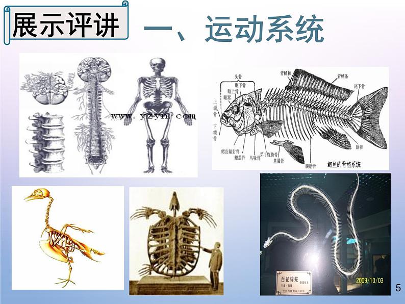 人教版生物八年级上册5.2.1《动物的运动》课件第5页