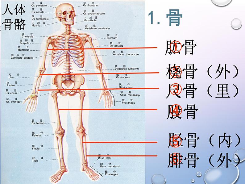 人教版生物八年级上册5.2.1《动物的运动》课件第6页