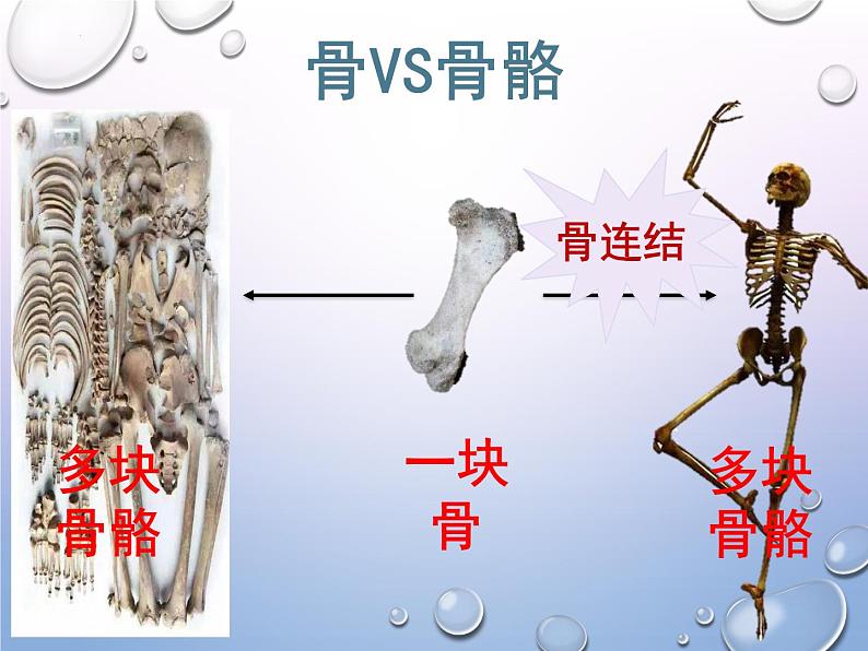 人教版生物八年级上册5.2.1《动物的运动》课件第7页