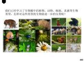 人教版生物八年级上册6.1.1《尝试对生物进行分类》课件